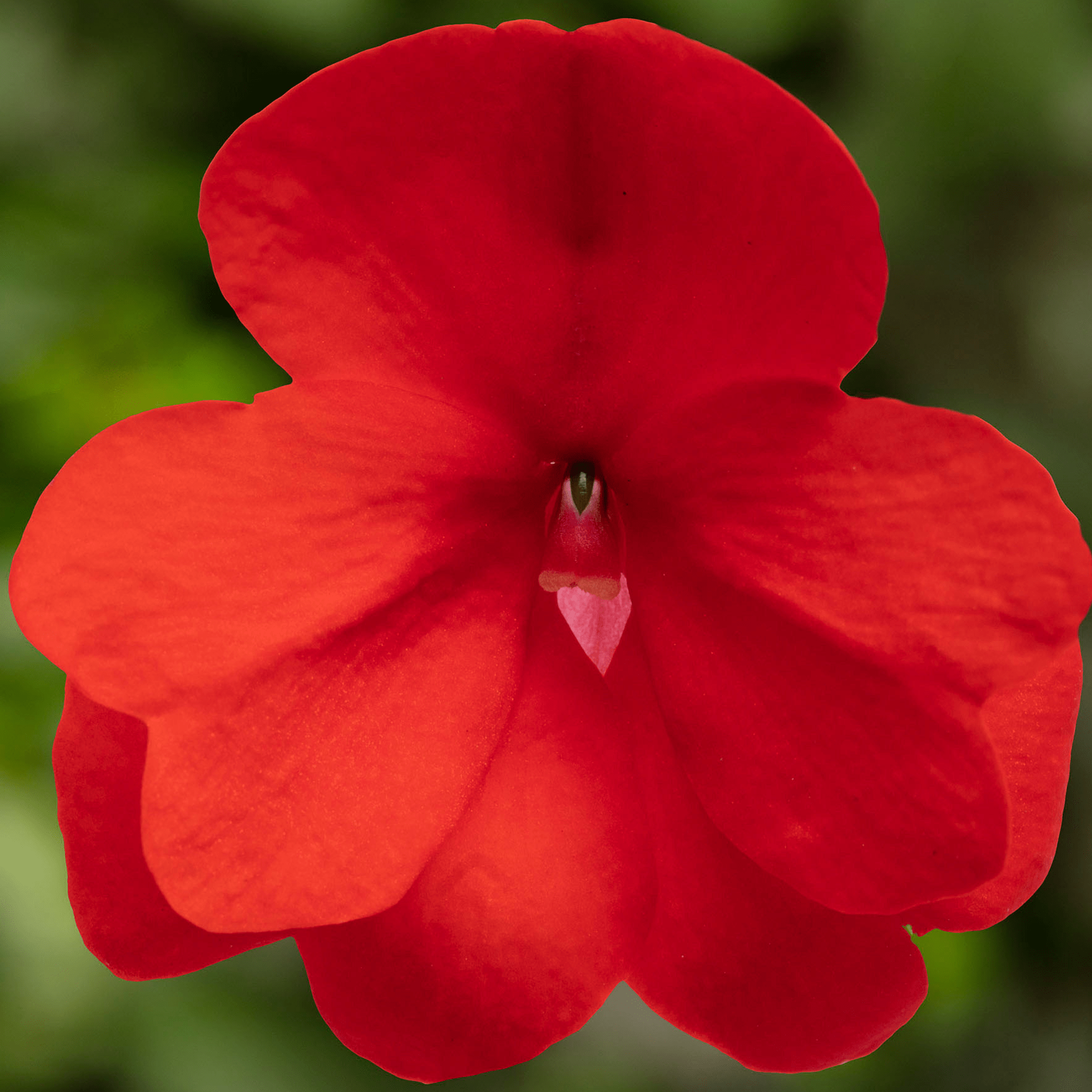 Premium Florific Flower seeds for Planting Low Maintenance, Heirloom & GMO Free Seeds for Home Garden seeds