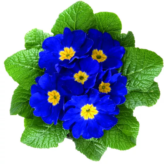 Blue Yellow Primrose Flower seeds for Planting Fragrant Blossoms, Heirloom & GMO Free Seeds for Home Garden vegetable and garden seeds