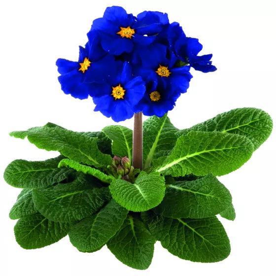 Primula Malacoides Blue Yellow Flower seeds for Planting Low Maintenance, Heirloom & GMO Free Seeds for Home Garden vegetable and garden seeds