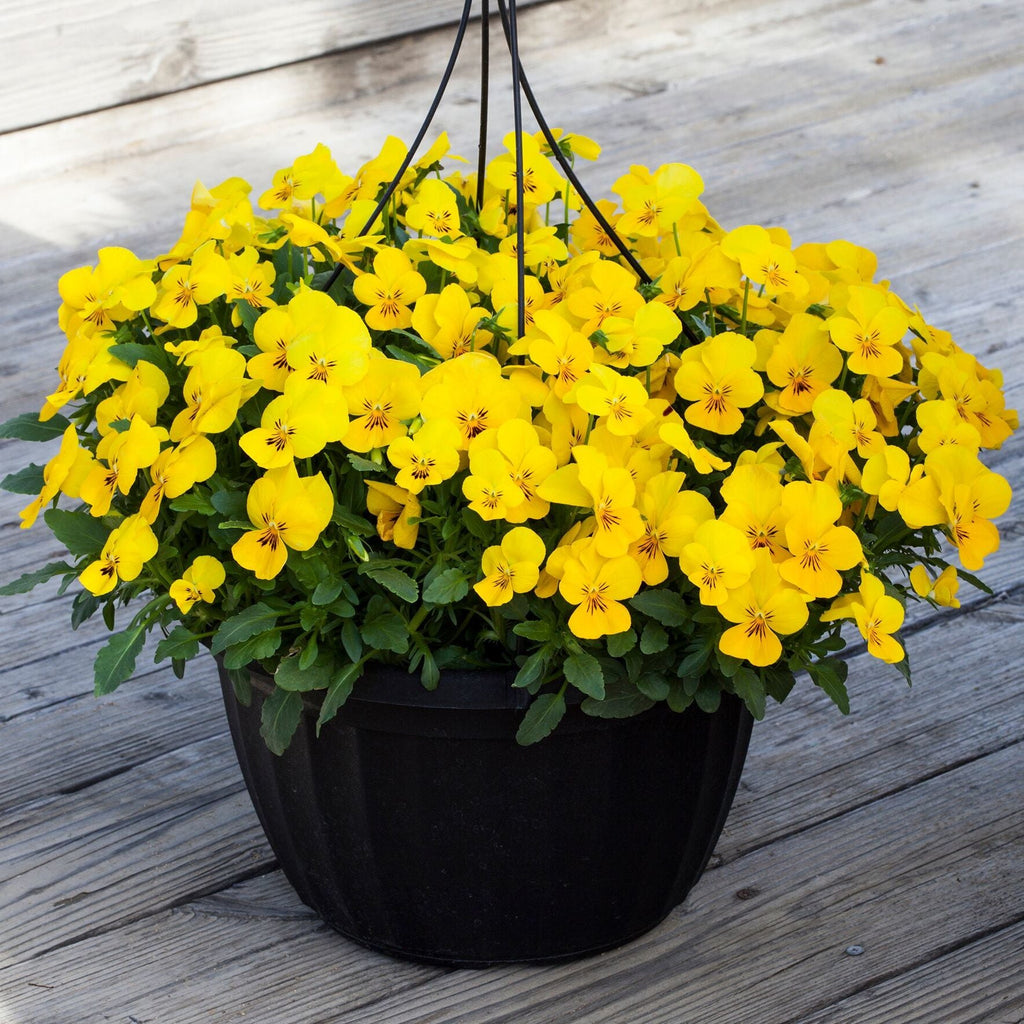 Premium Yellow Viola Flower seeds for Planting Perfect for Borders, Heirloom & GMO Free Seeds for Home Garden seeds