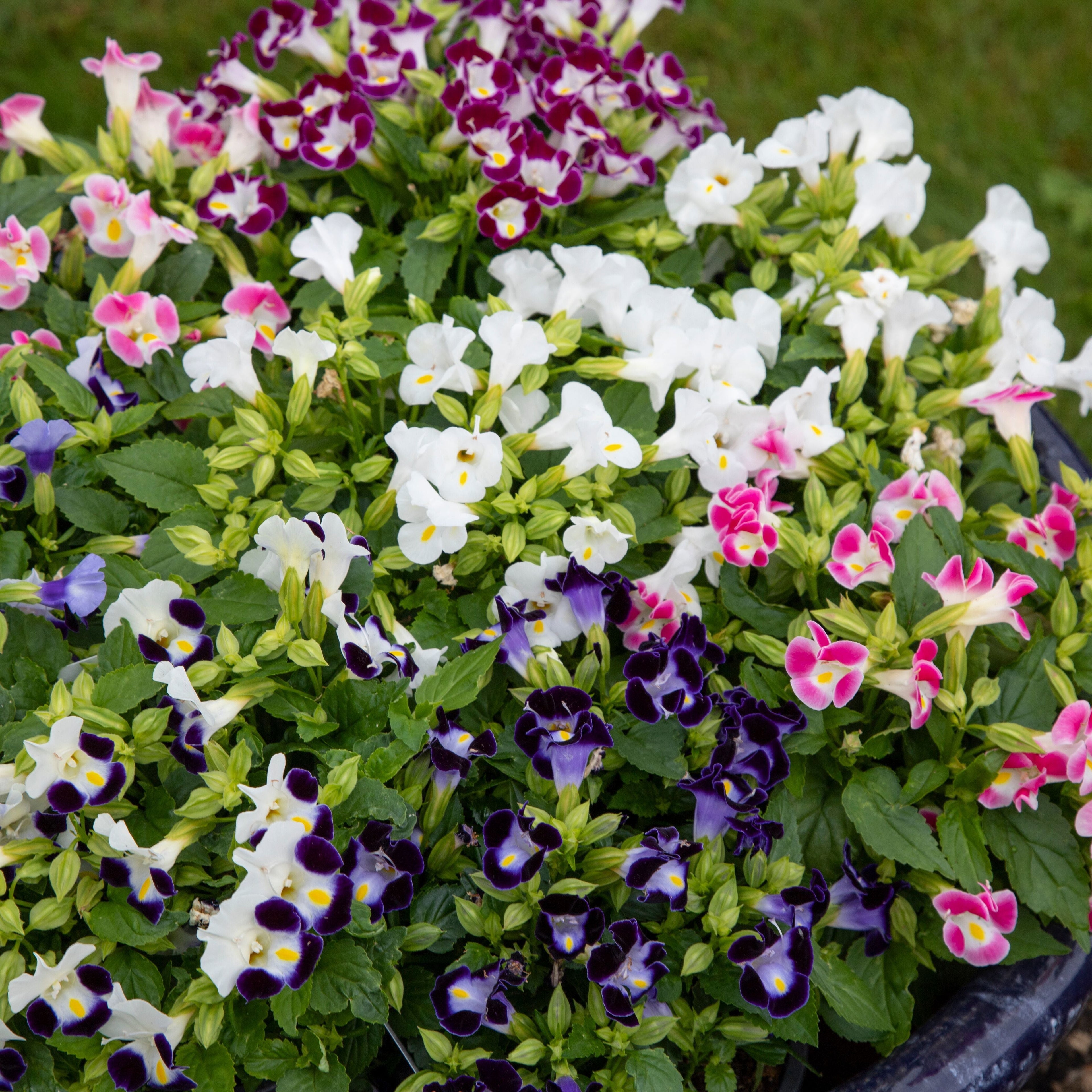 Mixed Torenia Flower seeds for Planting Fragrant Blossoms, Heirloom & GMO Free Seeds for Home Garden vegetable and garden seeds