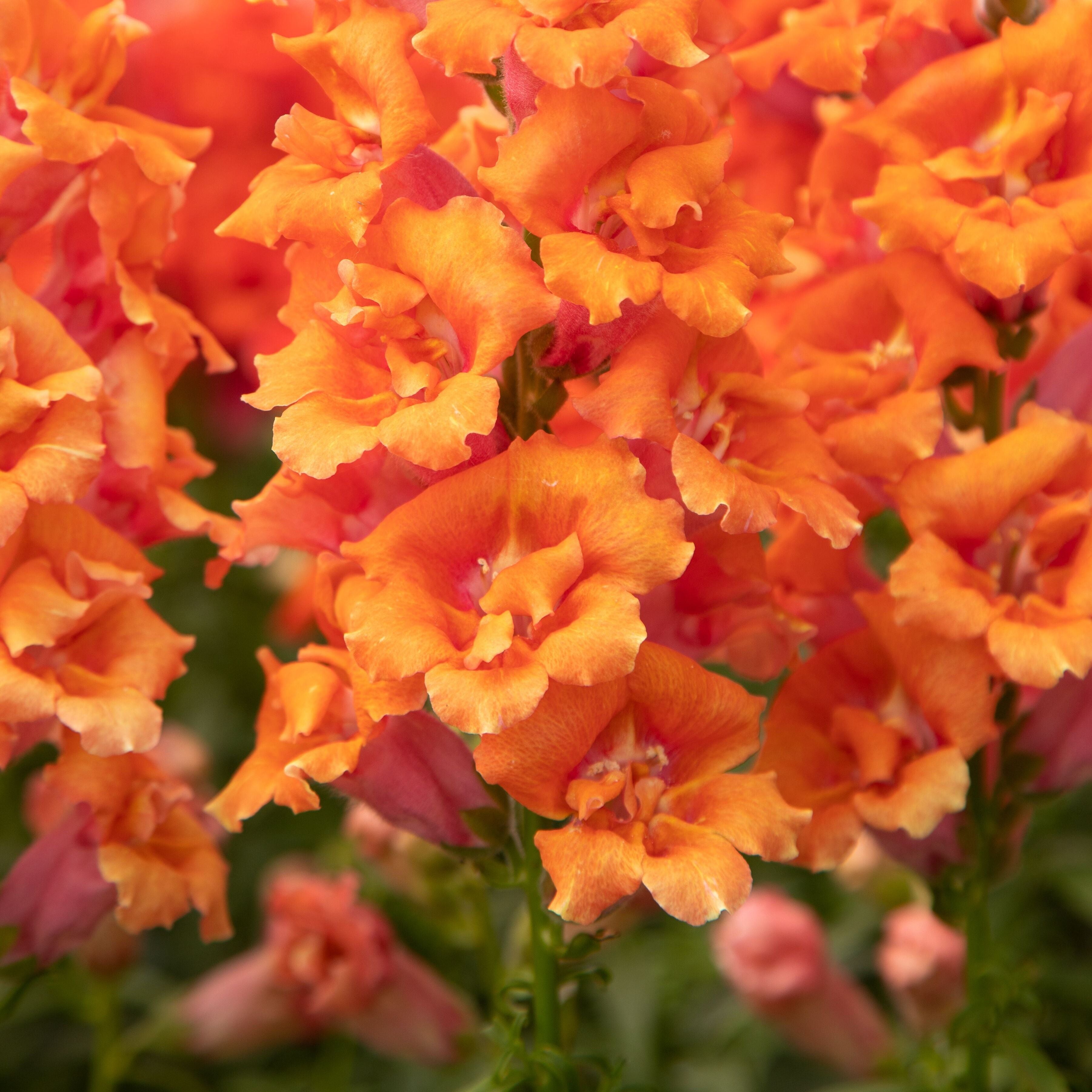Premium Orange Snapdragon Flower seeds for Planting Pollinator Friendly, Heirloom & GMO Free Seeds for Home Garden seeds