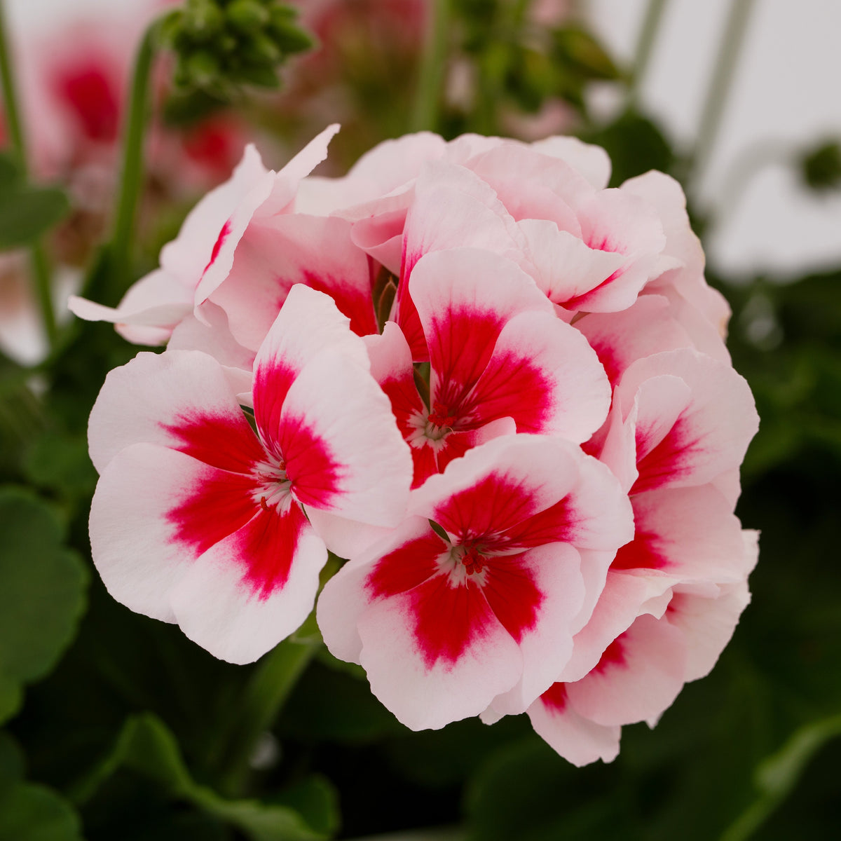 Light Grey Geranium Flower seeds for Planting Easy to Grow Heirloom & GMO Free Seeds for Home Garden