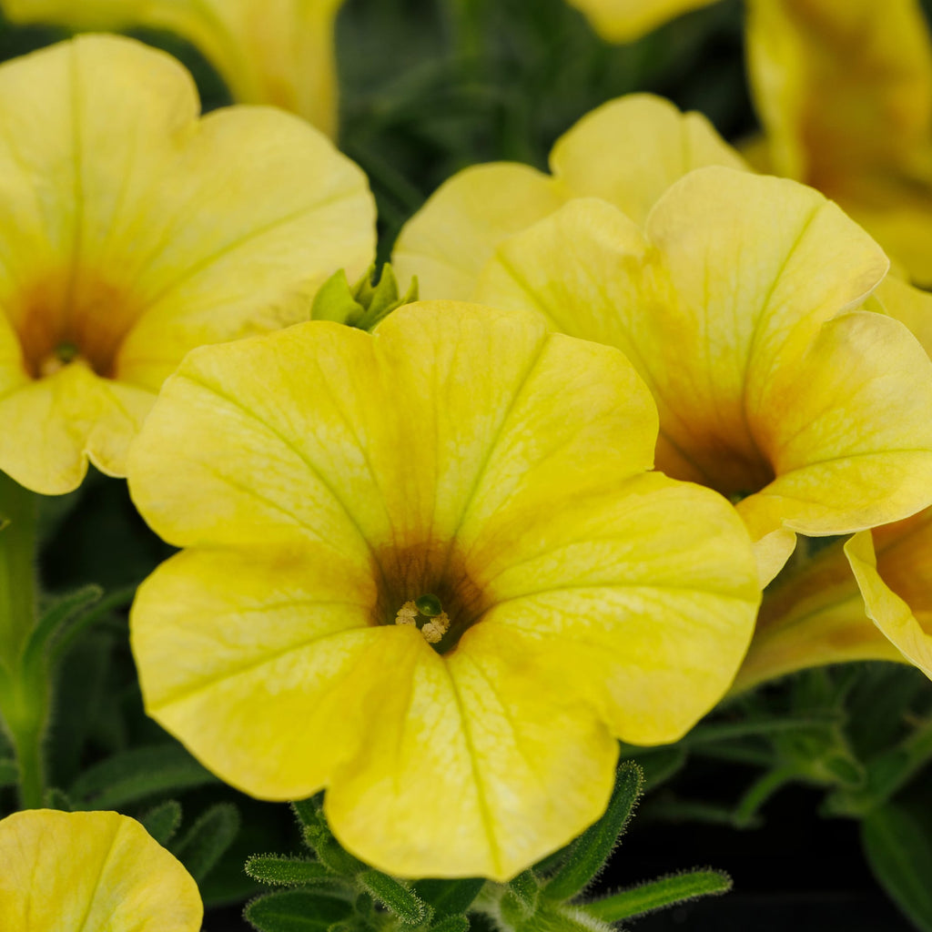 Yellow Petunia Flower seeds for Planting Perfect for Borders, Heirloom & GMO Free Seeds for Home Garden vegetable and garden seeds