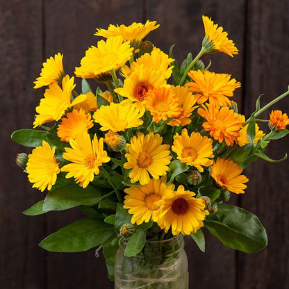 Resina Calendula Flower seeds for Planting Seasonal Bloomer Heirloom & GMO Free Seeds for Home Garden