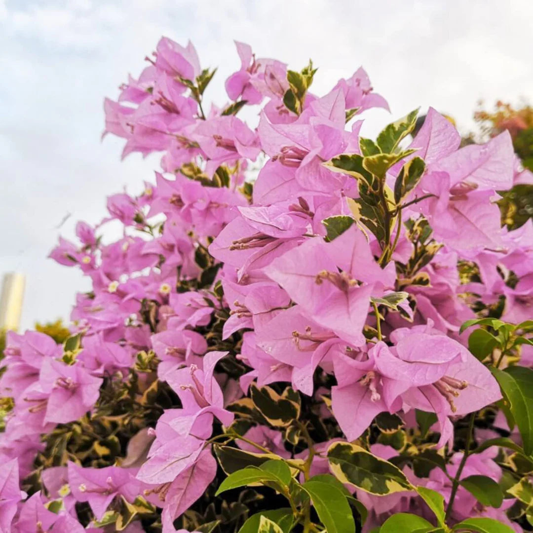 Baby Pink Bougainvillea Flower seeds for Planting Pollinator Friendly Heirloom & GMO Free Seeds for Home Garden