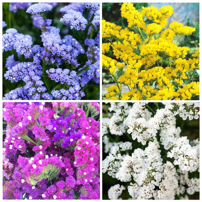 Heirloom Limonium Flower seeds for Planting Seasonal Bloomer Heirloom & GMO Free Seeds for Home Garden