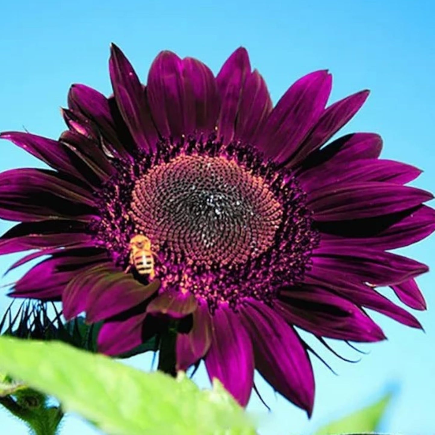 Purple Mini Sunflower Seeds for Planting, Heirloom Non-GMO, High Germination Organic Garden Seeds