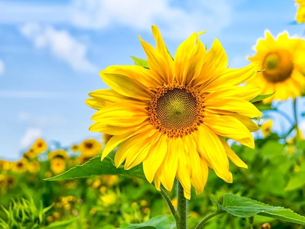 Premium Yellow Helianthus Flower seeds for Planting Easy to Grow, Heirloom & GMO Free Seeds for Home Garden seeds