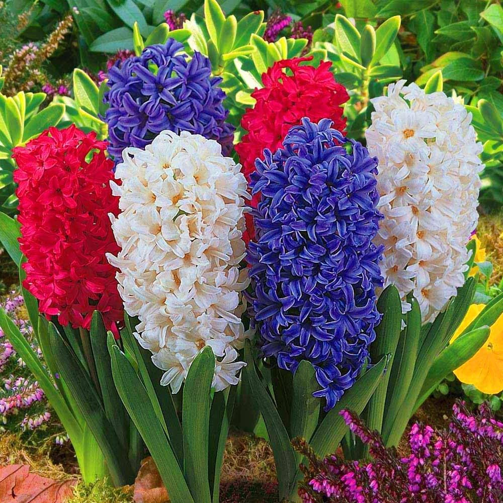 High quality Hyacinth Flower seeds for Planting Colorful Display, Heirloom & GMO Free Seeds for Home Garden seeds pack