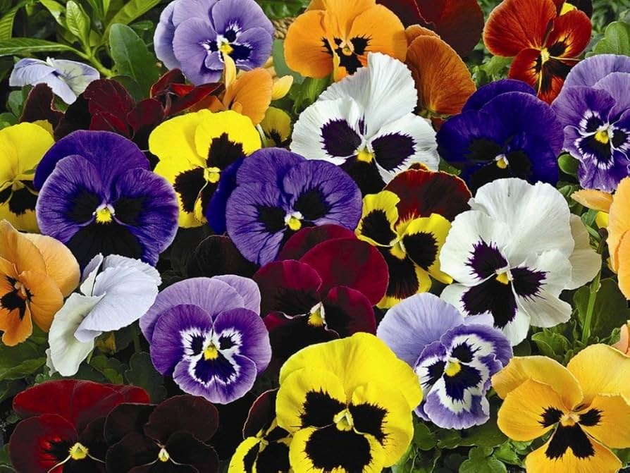 Premium Mixed Viola Tricolor Flower seeds for Planting Hardy Variety, Heirloom & GMO Free Seeds for Home Garden seeds