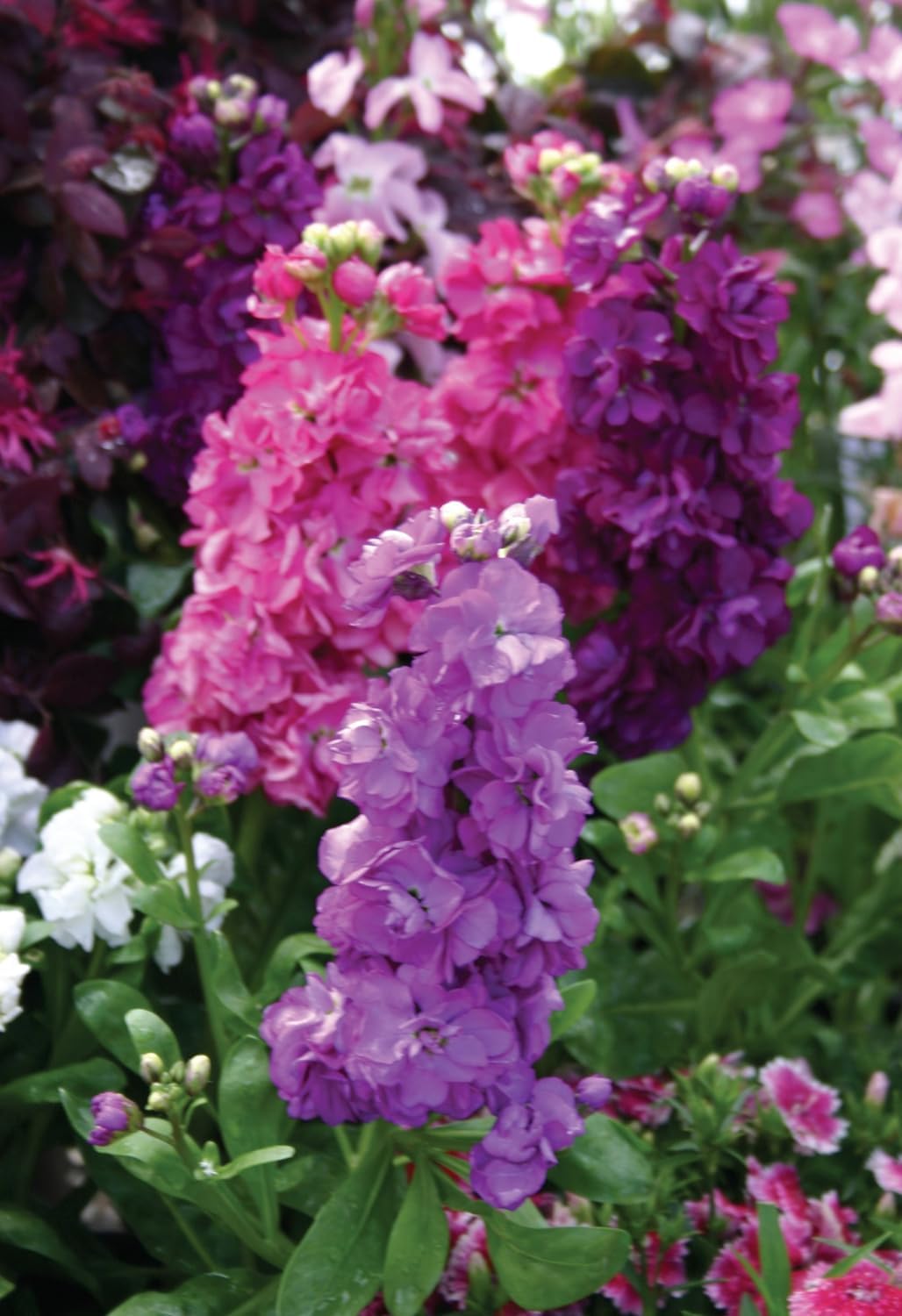 High quality Matthiola Incana Multi Colour Flower seeds for Planting Vibrant Colors, Heirloom & GMO Free Seeds for Home Garden seeds pack