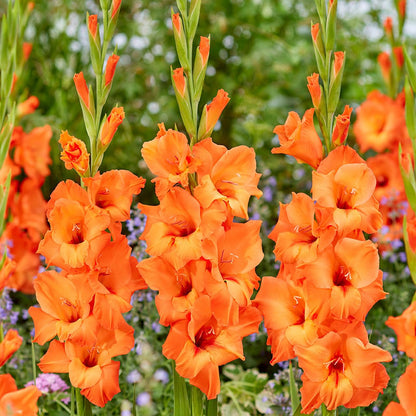 Gladiolus Flower seeds for Planting Pollinator Friendly Heirloom & GMO Free Seeds for Home Garden