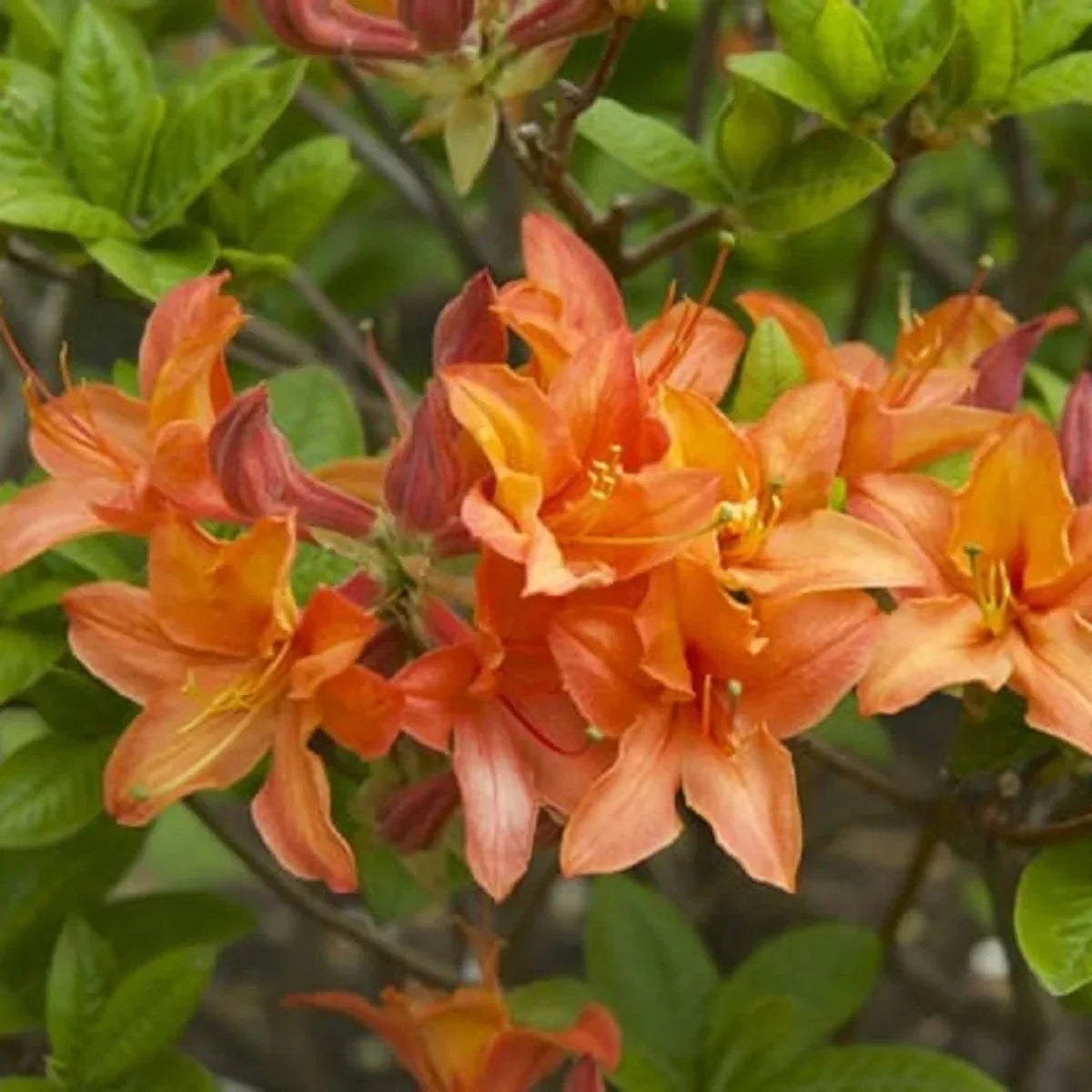 Azalea Flower Seed Flower seeds for Planting Cut Flower Favorite Heirloom & GMO Free Seeds for Home Garden