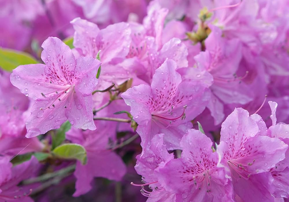 High quality Azalea Flower seeds for Planting Easy to Grow, Heirloom & GMO Free Seeds for Home Garden seeds pack