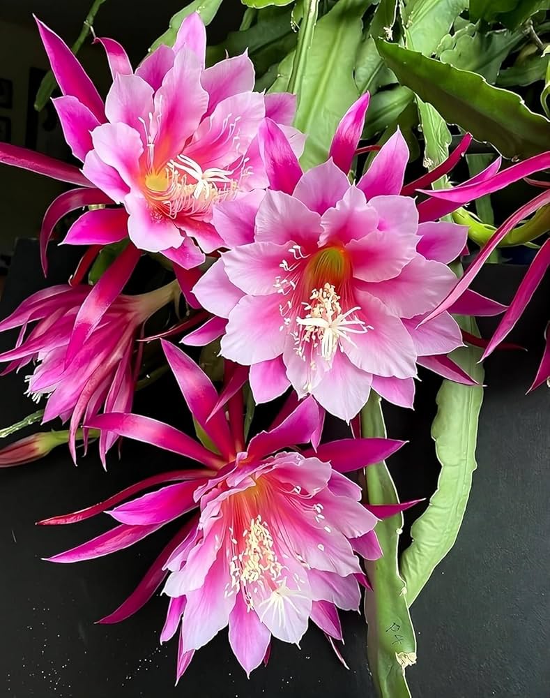 Pink Epiphyllum Oxypetalum Flower seeds for Planting Garden Favorite, Heirloom & GMO Free Seeds for Home Garden vegetable and garden seeds
