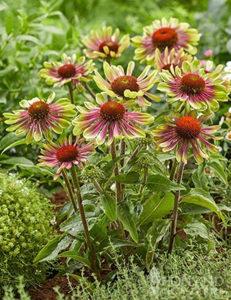 Green ConeFlower seeds for Planting Perfect for Borders, Heirloom & GMO Free Seeds for Home Garden Sale seeds for planting