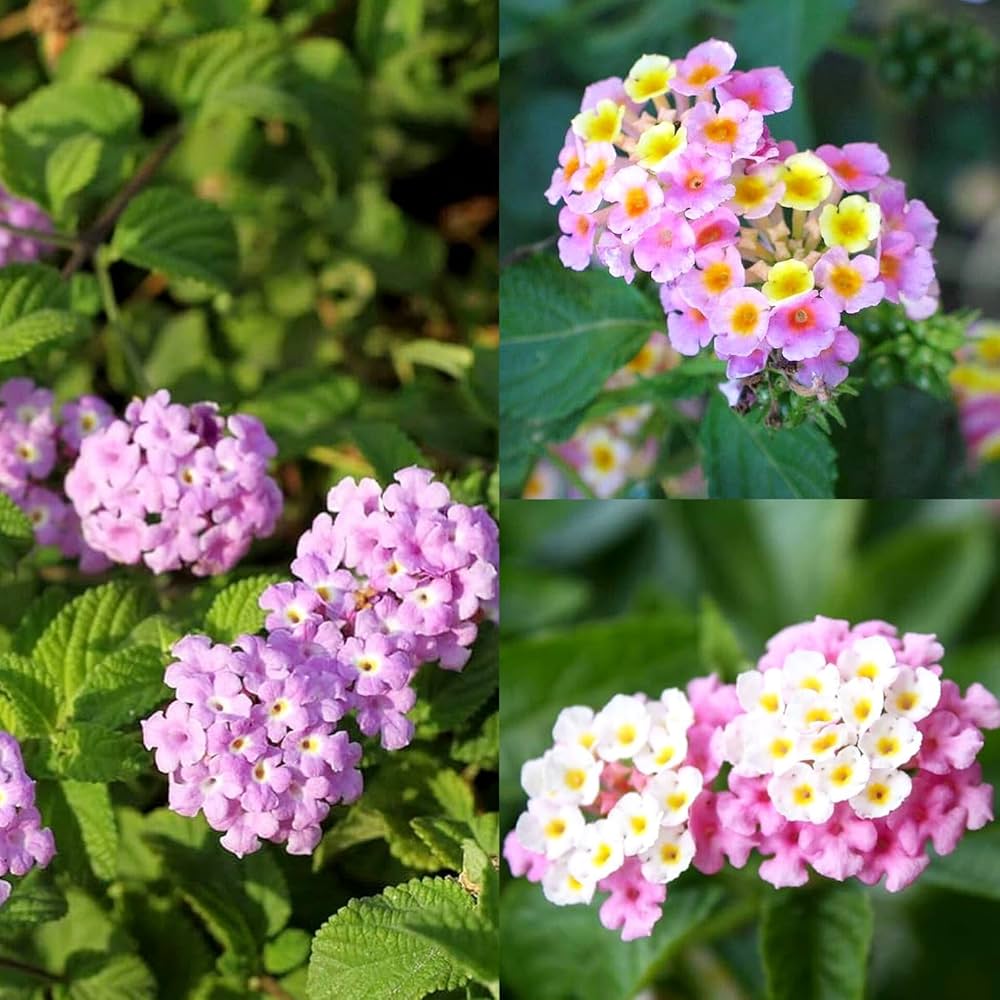 Pink Lantana Flower seeds for Planting Cut Flower Favorite, Heirloom & GMO Free Seeds for Home Garden vegetable and garden seeds