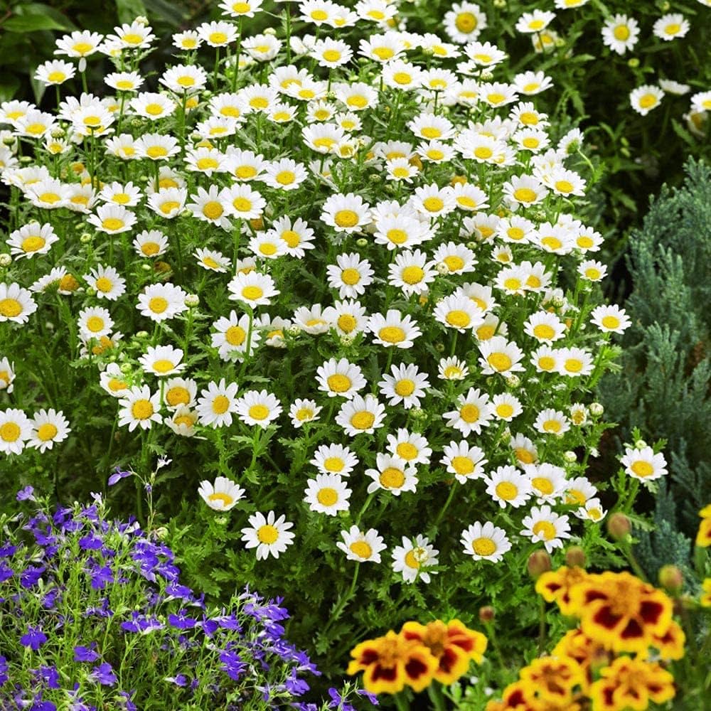 White Paludosum Flower seeds for Planting Cut Flower Favorite, Heirloom & GMO Free Seeds for Home Garden vegetable and garden seeds