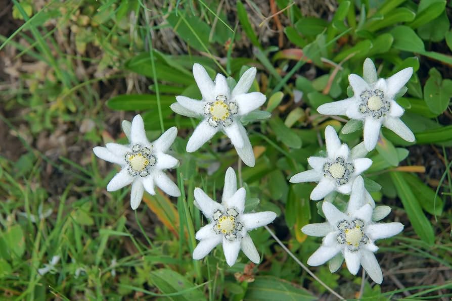 High quality White Leontopodium Flower seeds for Planting Hardy Variety, Heirloom & GMO Free Seeds for Home Garden seeds pack