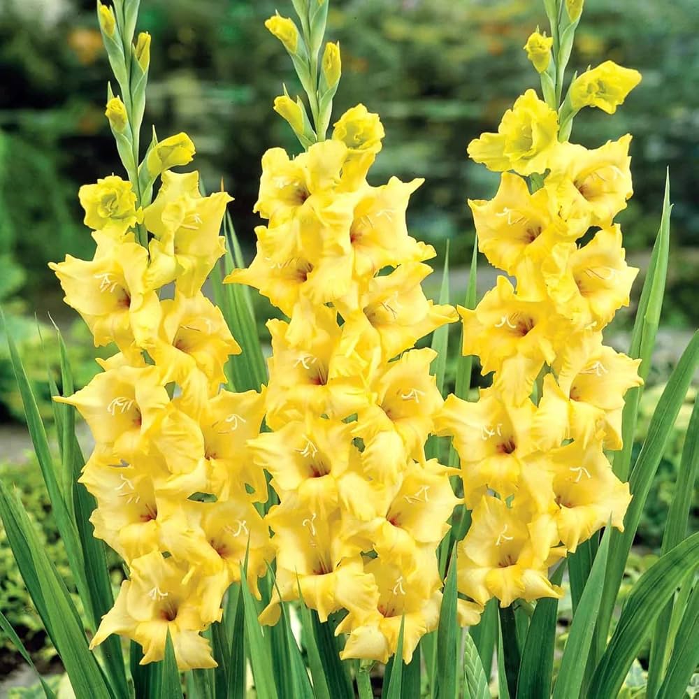 YellowPerennial Gladiolus Flower seeds for Planting Pollinator Friendly, Heirloom & GMO Free Seeds for Home Garden vegetable and garden seeds