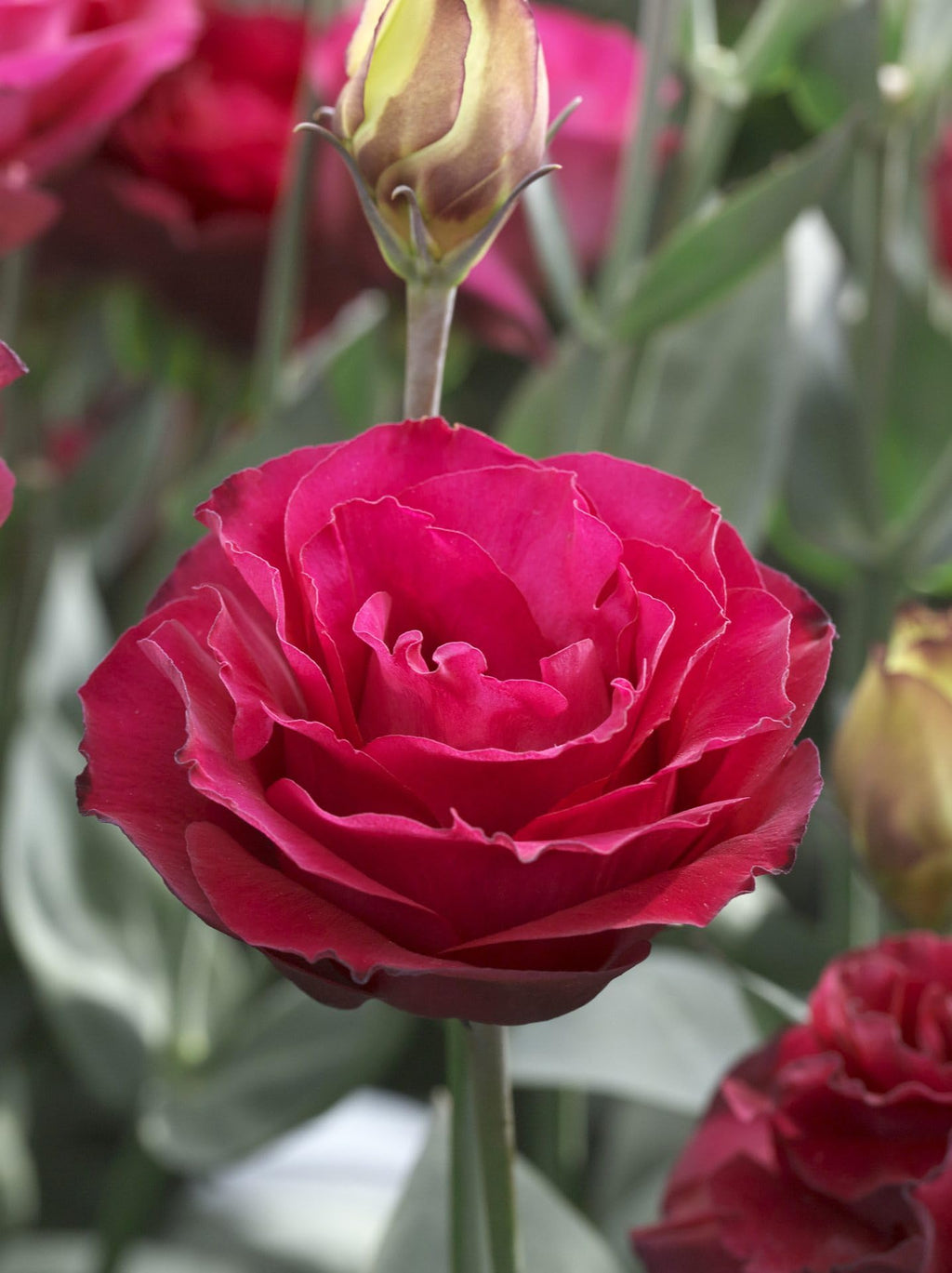 High quality Lisianthus Red Flower seeds for Planting Wildflower Mix, Heirloom & GMO Free Seeds for Home Garden seeds pack