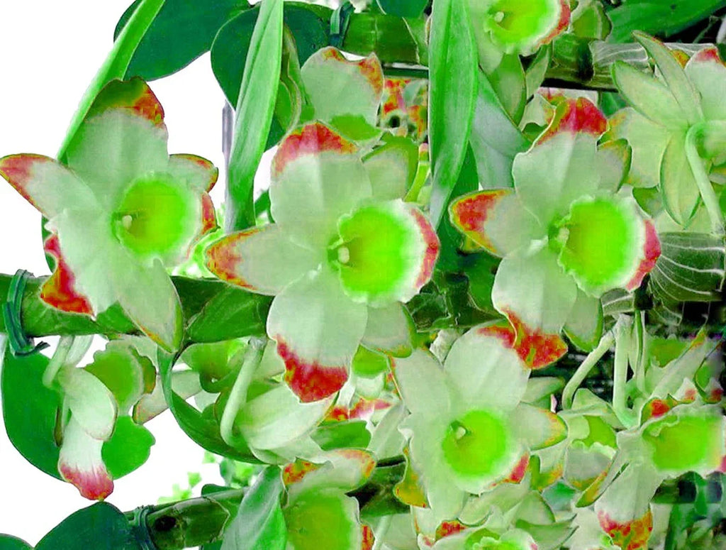 Premium Green Phalaenopsis Flower seeds for Planting Drought Tolerant, Heirloom & GMO Free Seeds for Home Garden seeds