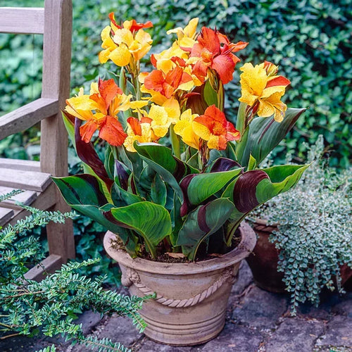 Premium Cleopatra Flower seeds for Planting Seasonal Bloomer, Heirloom & GMO Free Seeds for Home Garden seeds