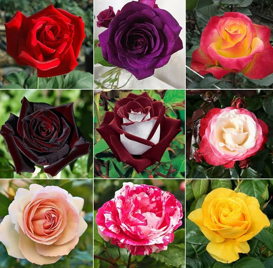 Semillas De Rosas Flower seeds for Planting Wildflower Mix Heirloom & GMO Free Seeds for Home Garden