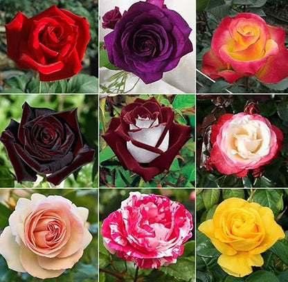 Color Rose Seeds Flower seeds for Planting, Long Bloom Season Heirloom & GMO Free Seeds for Home Garden