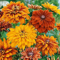 Yellow Rudbeckia Goldstrum Flower seeds for Planting Compact Growth, Heirloom & GMO Free Seeds for Home Garden seeds for planting
