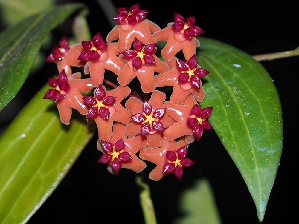Pink Yellow Hoya Flower seeds for Planting Cut Flower Favorite Heirloom & GMO Free Seeds for Home Garden