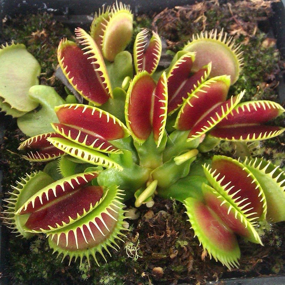 Carnivorous Flower seeds for Planting Pollinator Friendly Heirloom & GMO Free Seeds for Home Garden