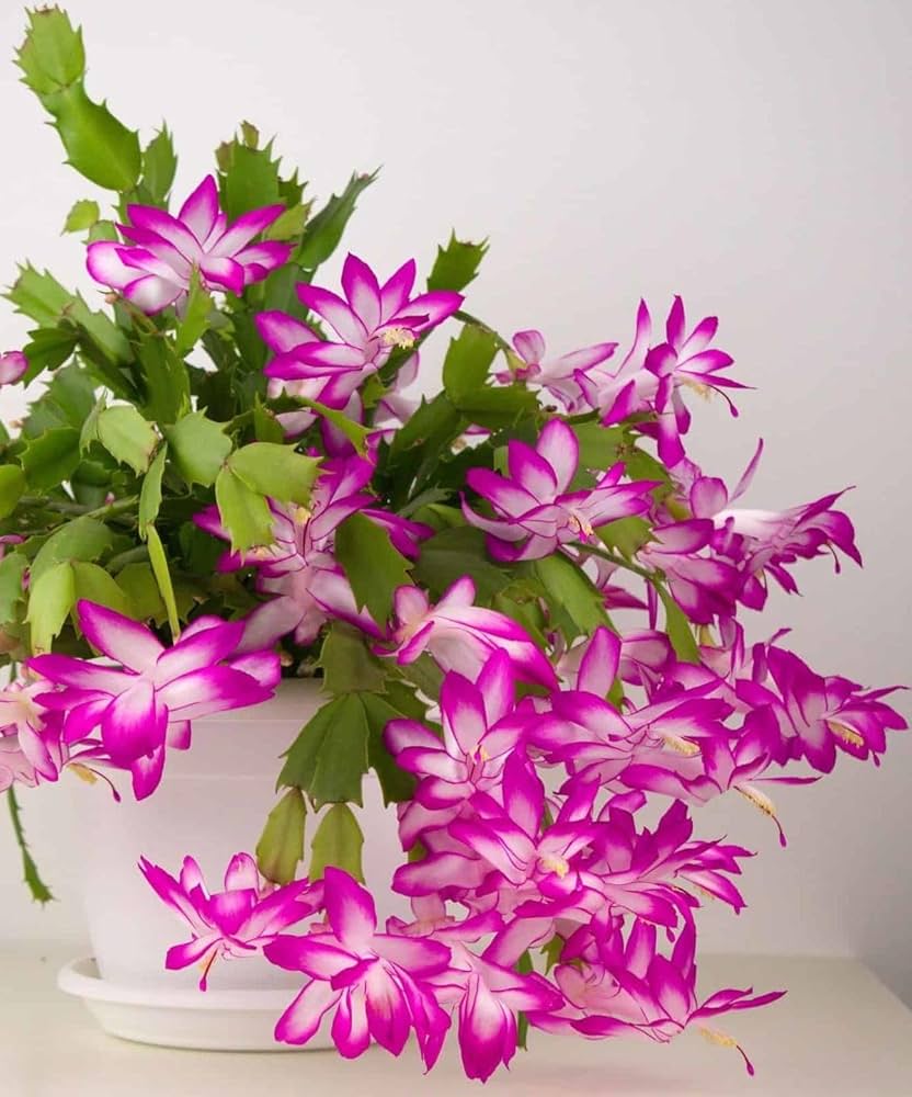 High quality Purple Zygocactus Truncatus Flower seeds for Planting Sun Loving, Heirloom & GMO Free Seeds for Home Garden seeds pack