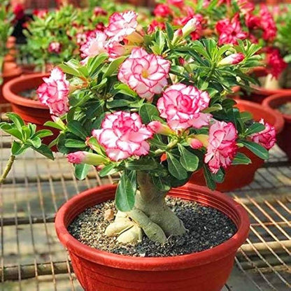 Light Pink Adenium Obesum Flower seeds for Planting Bright Blooms Heirloom & GMO Free Seeds for Home Garden