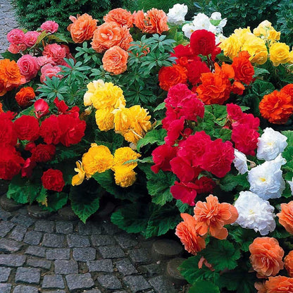 Mixed Begonia Flower seeds for Planting - Drought Tolerant, Heirloom & GMO Free Seeds for Home Garden
