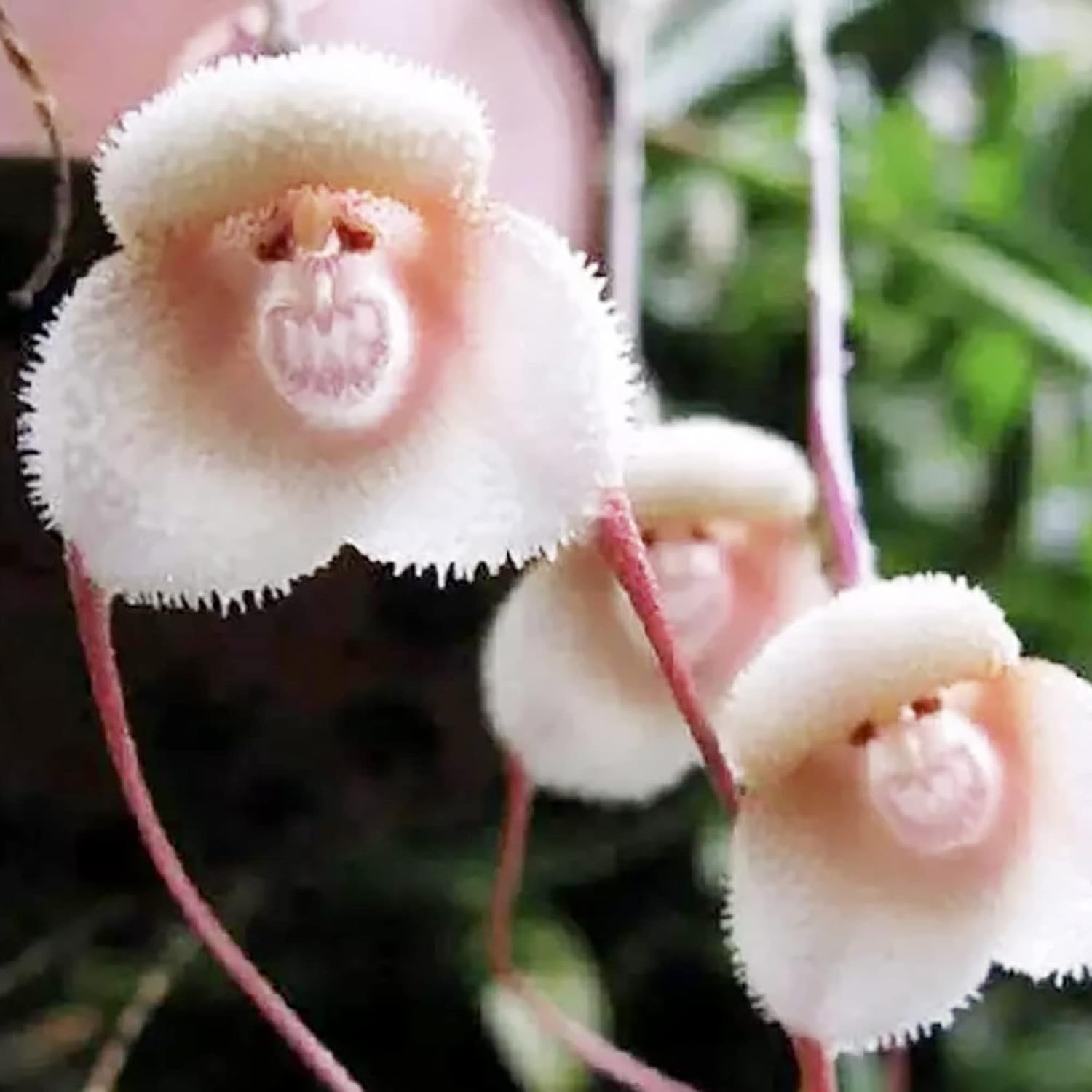 Premium Violet Monkey Face Flower seeds for Planting Colorful Display, Heirloom & GMO Free Seeds for Home Garden seeds