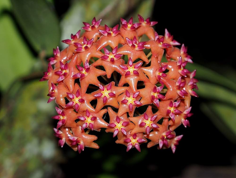 Pink Yellow Hoya Flower seeds for Planting Cut Flower Favorite Heirloom & GMO Free Seeds for Home Garden