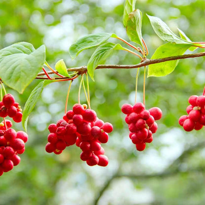 Schisandra (Schisandra chinensis) Seeds - Wu-wei-zi