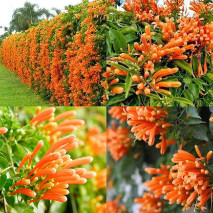 Red Pyrostegia Venusta Flower seeds for Planting Long Bloom Season Heirloom & GMO Free Seeds for Home Garden
