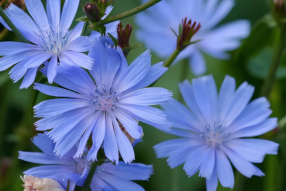 Cichorium Intybus Flower seeds for Planting Compact Growth Heirloom & GMO Free Seeds for Home Garden