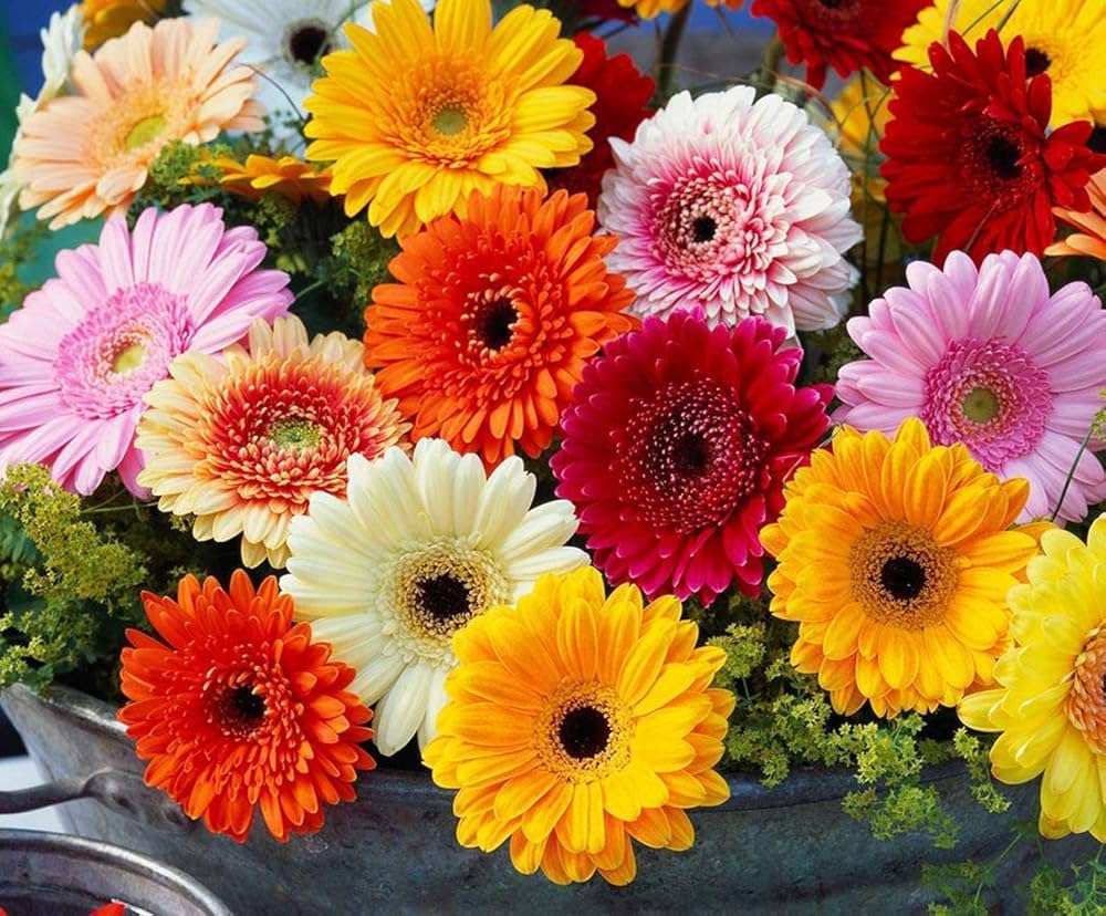 Premium Gerbera Flower seeds for Planting Fragrant Blossoms Heirloom & GMO Free Seeds for Home Garden seeds