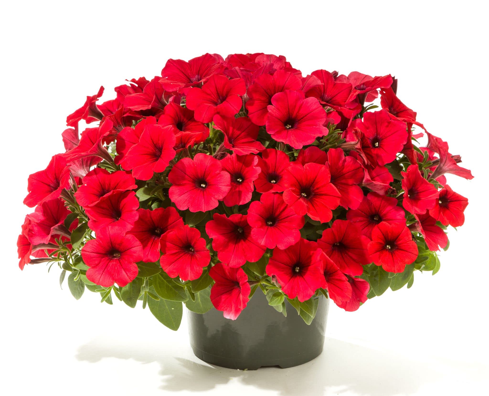 Red Petunia Flower seeds for Planting Long Bloom Season, Heirloom & GMO Free Seeds for Home Garden vegetable and garden seeds
