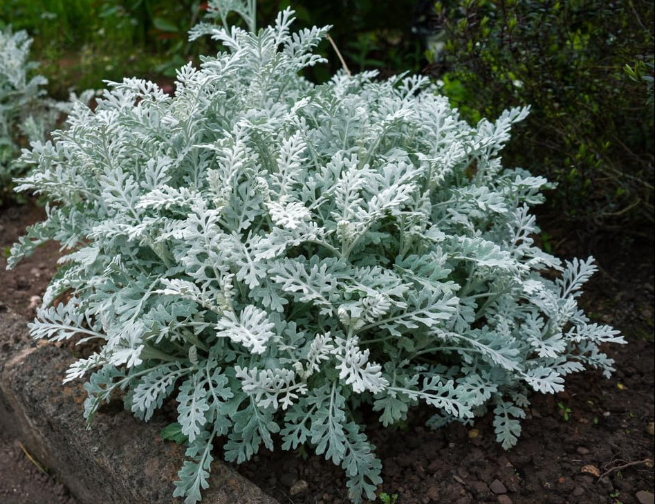 Cineraria Maritima Flower seeds for Planting, Bright Blooms Heirloom & GMO Free Seeds for Home Garden