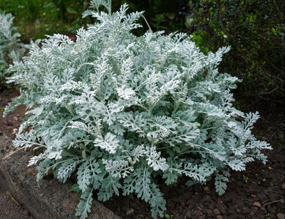 Cineraria Maritima Flower seeds for Planting, Bright Blooms Heirloom & GMO Free Seeds for Home Garden