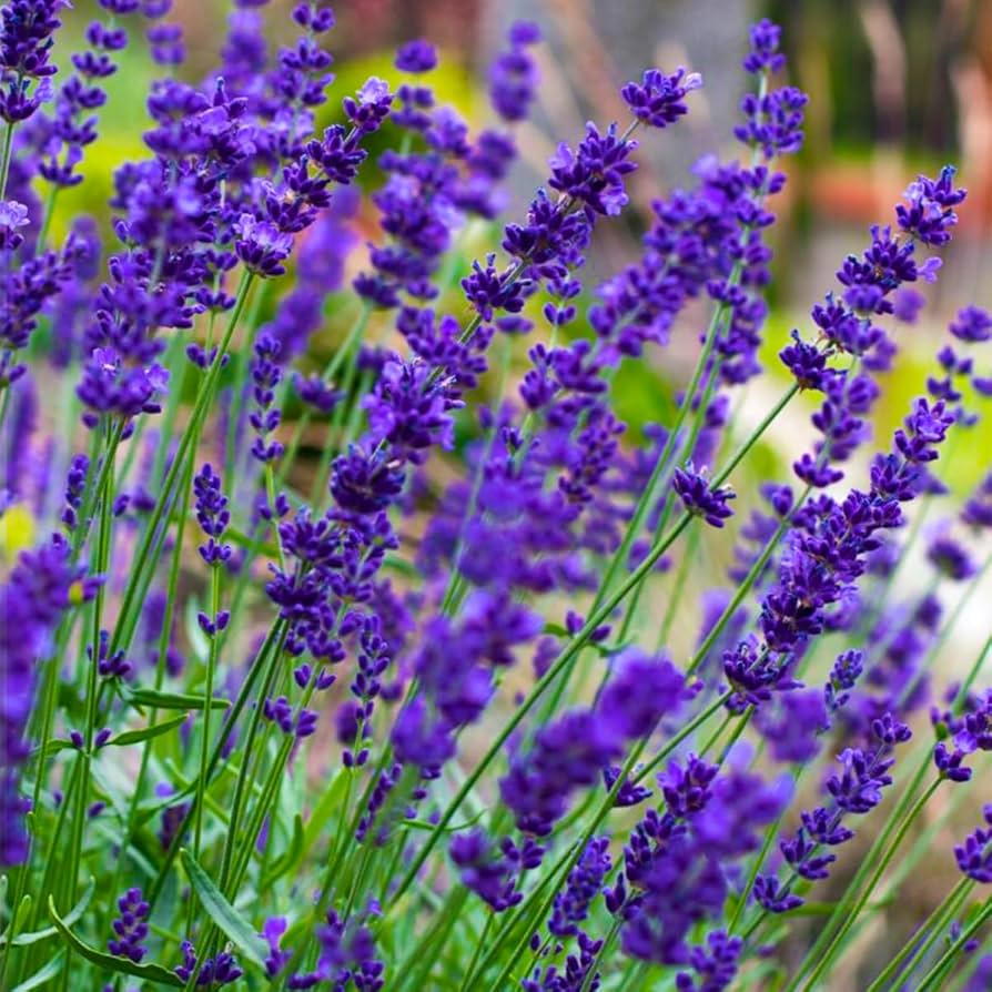 High quality Lavender Blue Flower seeds for Planting Vibrant Colors, Heirloom & GMO Free Seeds for Home Garden seeds pack