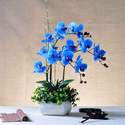 Orchid Flower seeds for Planting Sun Loving Heirloom & GMO Free Seeds for Home Garden
