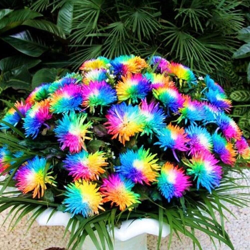 High quality Rainbow Chrysanthemum Flower seeds for Planting Fragrant Blossoms, Heirloom & GMO Free Seeds for Home Garden seeds pack
