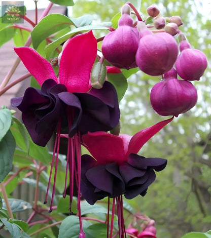 Double Petals Fuchsia Flower seeds for Planting - Cut Flower Favorite, Heirloom & GMO Free Seeds for Home Garden