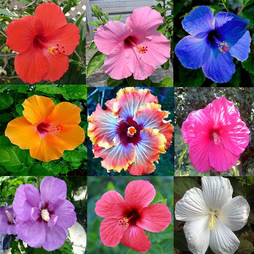 Hibiscus Mixed Flower seeds for Planting Pollinator Friendly, Heirloom & GMO Free Seeds for Home Garden seeds for planting